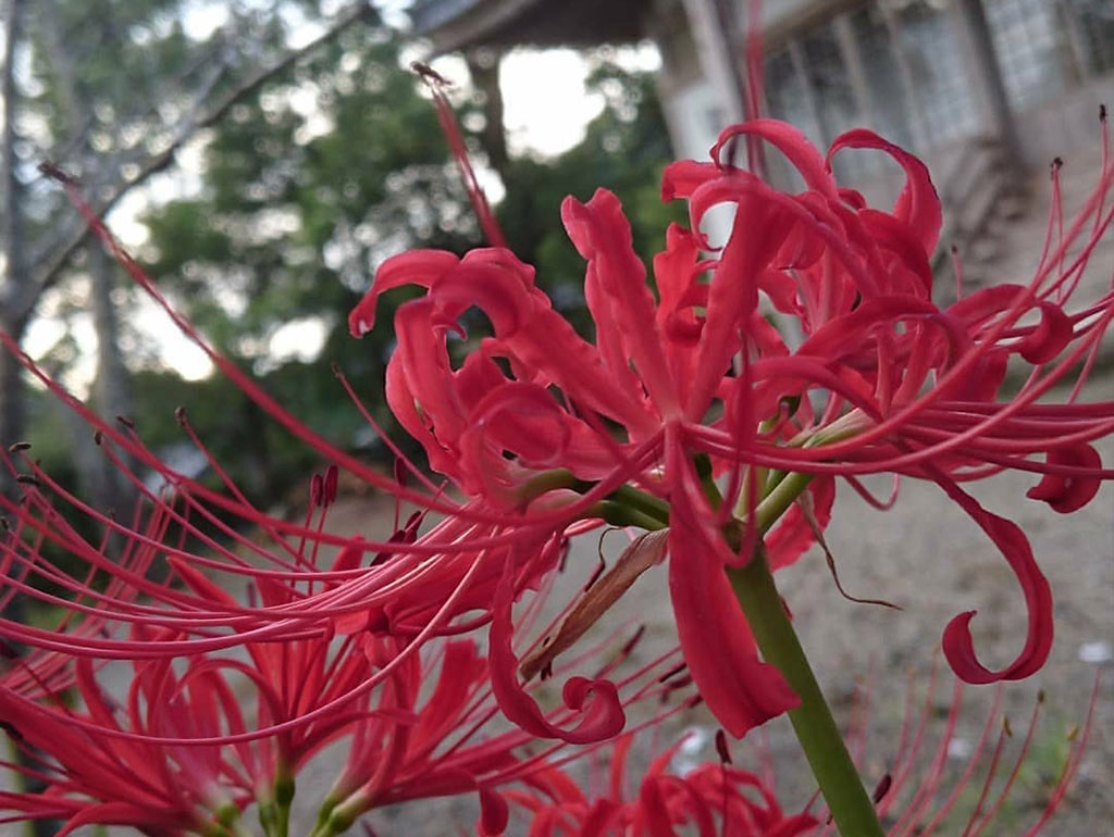 御悔み・御供養